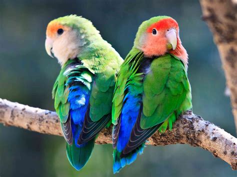 8 Top Low Maintenance Pet Bird Species