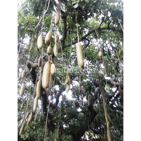 Buy Kigelia Africana Sausage Tree With Canarius