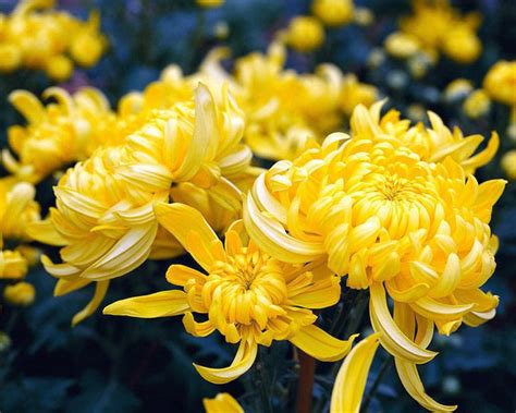 Chrysanthemums Хризантемы Цветы Картинки