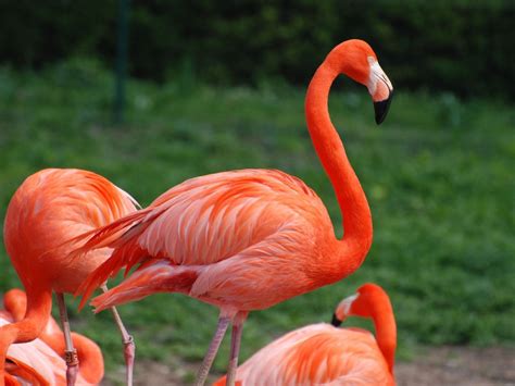 Flamingo | Bird Basic Facts & Beautiful Pictures | Beauty Of Bird