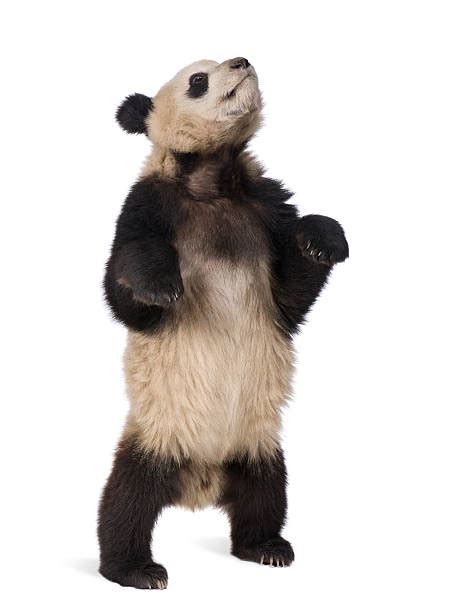 Panda Standing Up Stock Photos Pictures And Royalty Free Images Istock