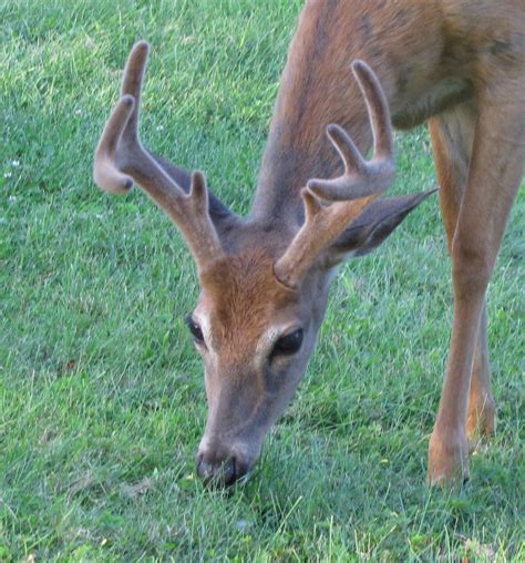 8 Point Whitetail Buck Shenandoah National Park Flickr