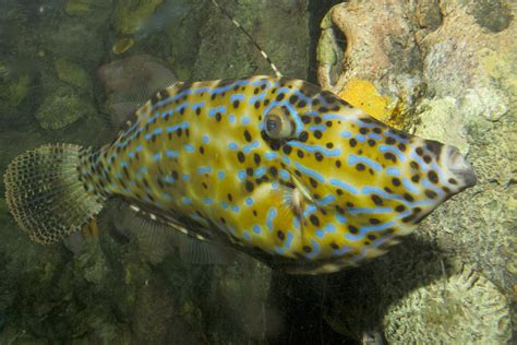 Scrawled Filefish Aluterus Scriptus In Aquarium