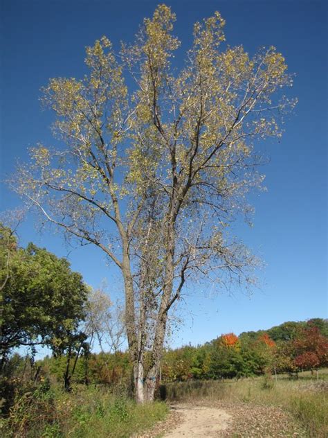 Eastern Cottonwood Cowling Arboretum Carleton College