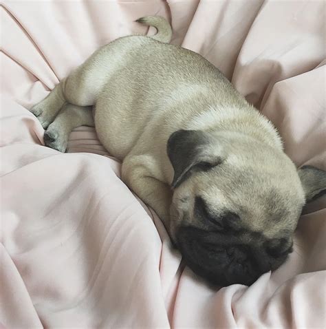 14 Photos That Proving Pugs are the Cutest Dogs in the World - Page 2 of 3 - PetPress
