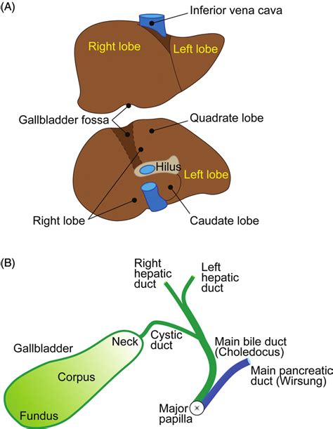 Anatomy Of The Gallbladder A Frontal View Upper Panel And Inferior
