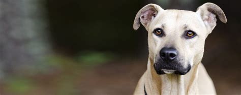 Black Mouth Cur Characteristics And Care Wag