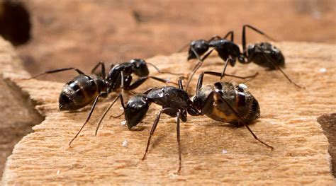 These ants can cause serious damage to your property you don't treat them. Do You Know How to Get Rid of Carpenter Ants Effectively?