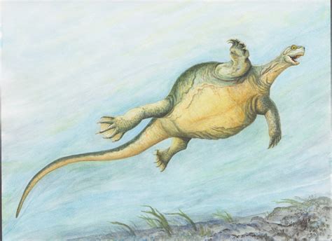 Fossil Reveals How Turtles Developed A Shell And Toothless Beak •