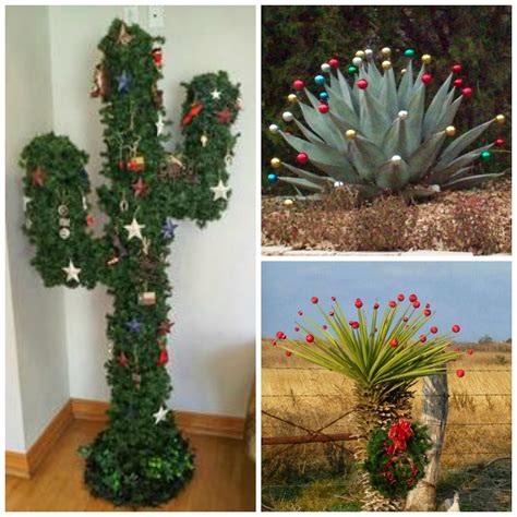 How to care for a holiday cactus (thanksgiving & christmas cactus). Your Merry Mailbox: Texas Week: Merry Christmas Y'all!