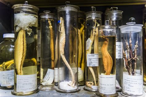 Natural Sciences Collection Areas The Australian Museum