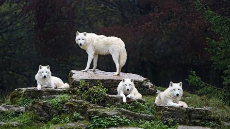 Four Arctic Wolves Posing Well This Time There Are Four A Flickr