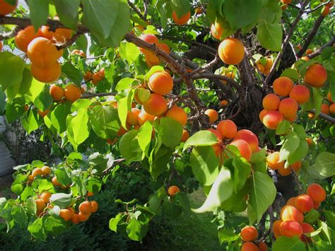 Allspice is used for pickling, in baking, and its oils are used in a range of products. Apricot Tree Bug Control - Learn About Common Pests On ...