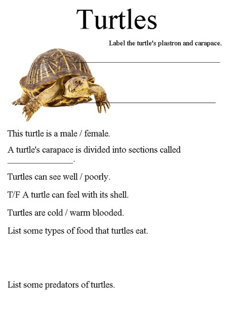 Week Subject Box Turtles Labeling Information On Turtles Turtle