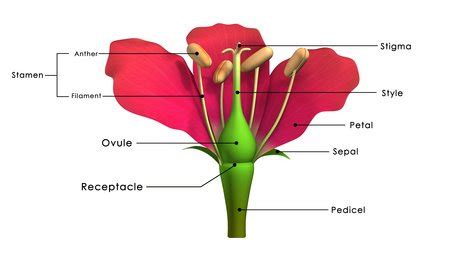 The main flower parts are the male part called the stamen and the female part called the pistil. The Parts Of A Flower Involved In Sexual Reproduction.