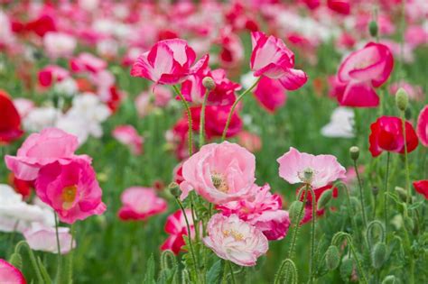 Types Of Poppies The Most Beautiful Varieties Plantura