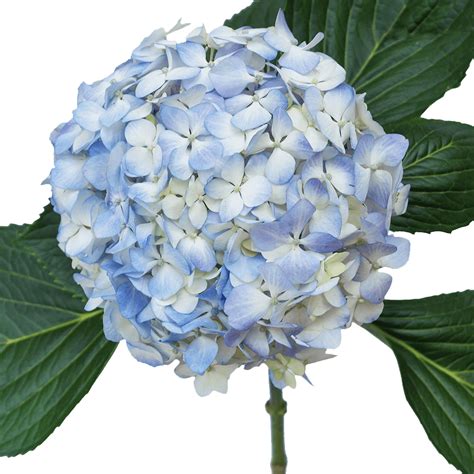 We did not find results for: Blue Hydrangeas For Sale Express Flower Delivery | GlobalRose