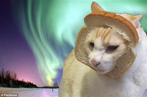 Has The Internet Completely Lost It Dressing Up Cats With