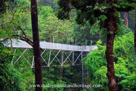 Designed to immerse you in the forest and leave the eco system untouched, the walk blends seamlessly into its surrounds, inspired by the sword grass and the tassel flower it serves to protect. Sungai Sedim Recreational Forest - Kulim - Reviews of ...