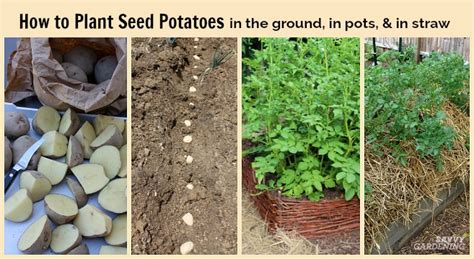 How To Plant Seed Potatoes In The Ground In Pots And In Straw
