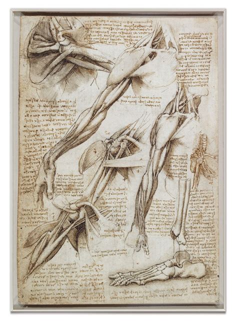 Medicine Leonardos Anatomy Years Nature