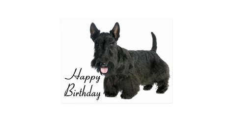 Happy Birthday Scottish Terrier Puppy Postcard