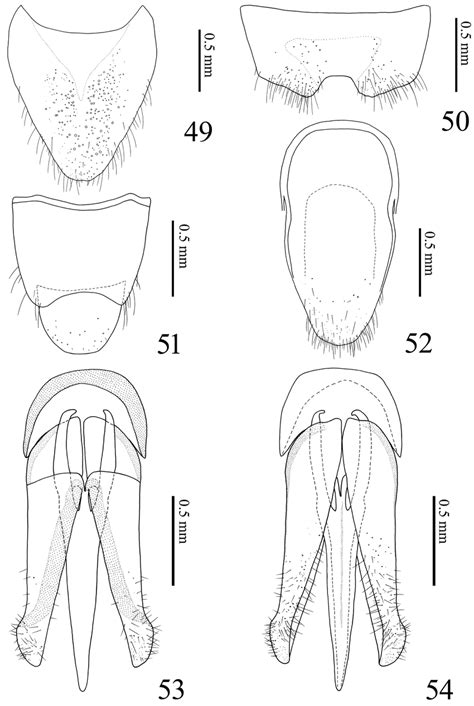Alaolacon Megalopus Sp N Male Holotype 49 Tergite Viii 50 Sternite