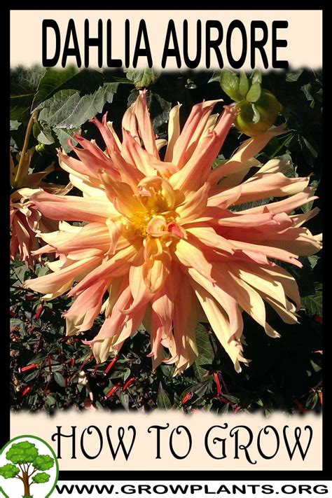 Get the best deal for cacti edible cactus & succulent plants from the largest online selection at ebay.com. Dahlia Aurore - How to grow & care