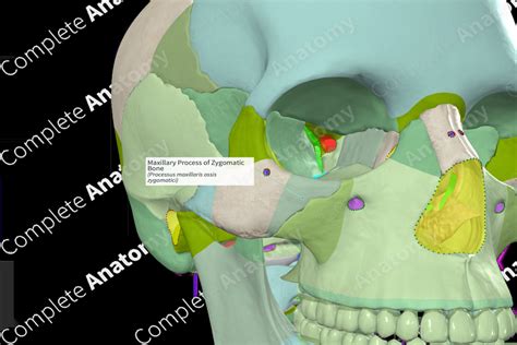 Maxillary Process Of Zygomatic Bone Complete Anatomy