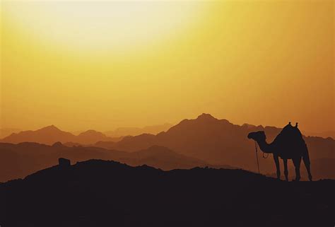 Silhouette Of Camel Hd Wallpaper Peakpx