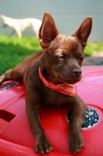 We have both males and females, beautiful short, true to form puppies excellent pedigree. French Bullhuahua (French Bulldog Chihuahua Mix) Info ...