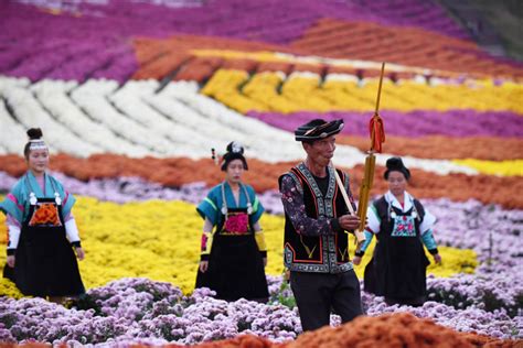 贵州麻江：“菊花经济”带火乡村旅游图片新闻中国政府网