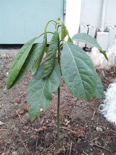 Gardening Avocado Tree Transplant