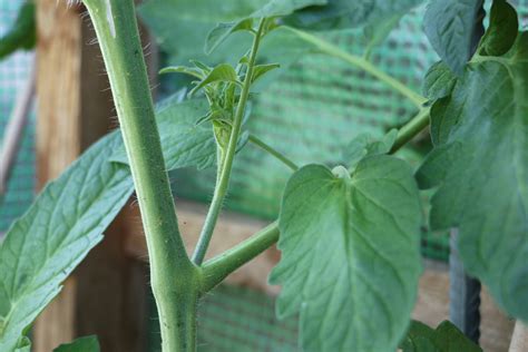 Auf diese unterfrage gibt es ganz offensichtlich sehr viele unterschiedliche antworten. 45 Best Images Wann Wachsen Tomaten - Welche Frucht wächst ...