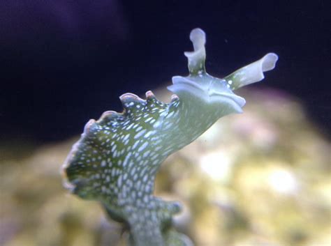Lettuce Nudibranch Pictures Reef2reef Saltwater And Reef Aquarium Forum