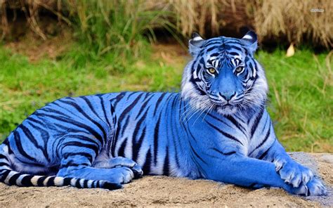 Pin By Davidwagnerdavid On Only In Blue Rainforest Animals Amazon