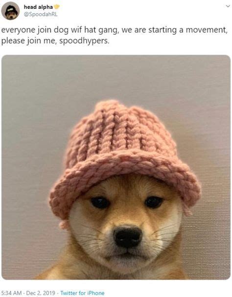 Everyone Join Dog Wif Hat Gang We Are Starting A Movement In 2020