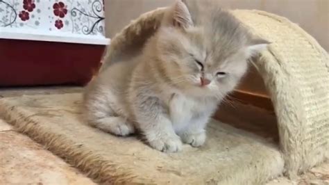 Cute Kittens Will Warm Your Heart Youtube