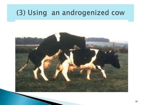 Lecture 2 Estrus Detection In Cattle