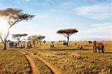 Go Wild: Plan an African Safari with Toni McConnaughey