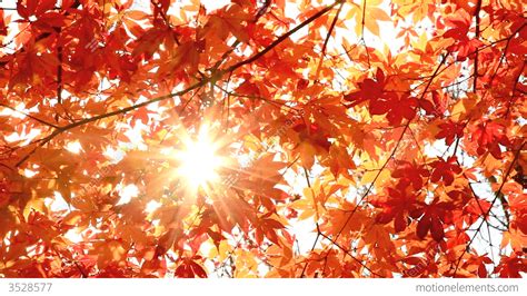 Sun Shining Through Autumn Leaves Stock Video Footage 3528577