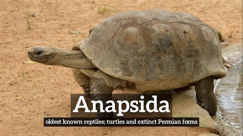 How Does Anapsida Look What Is Anapsida How To Say Anapsida In