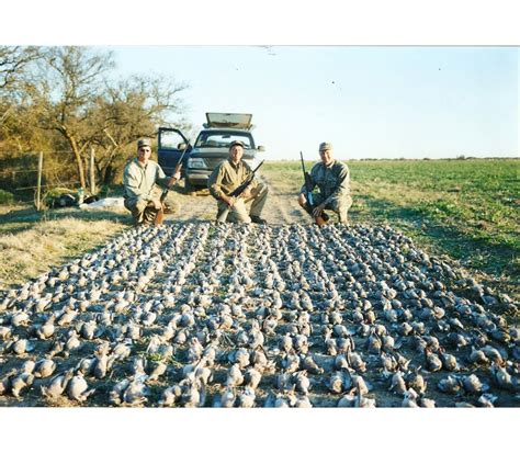 4 Day Dove Hunt For 4 Hunters In Argentina Wsf World Headquarters