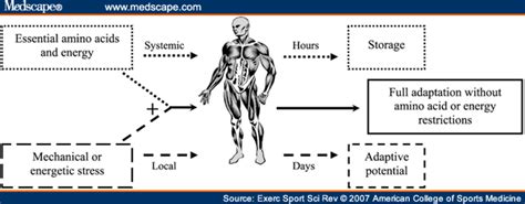 Broadly considered, human muscle—like the muscles of all vertebrates—is often divided into striated muscle. Pin on Body Science