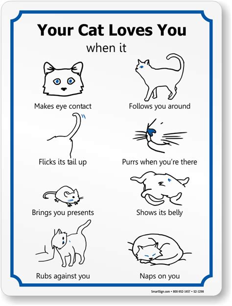Signs That Cats Love You Ubicaciondepersonascdmxgobmx