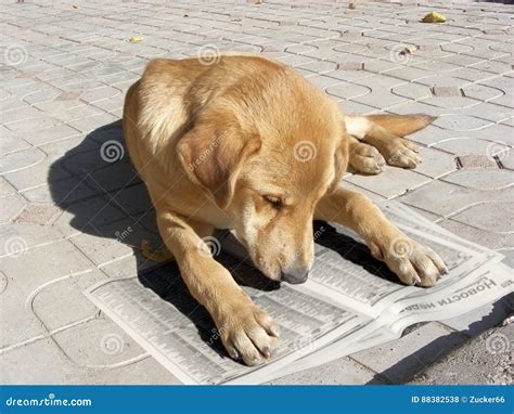 Dog Reading Newspaper Stock Photo Image Of Look Clever 88382538