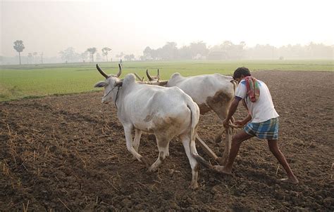 Ploughing With Cattle In West Bengal Farmer Agriculture Photography