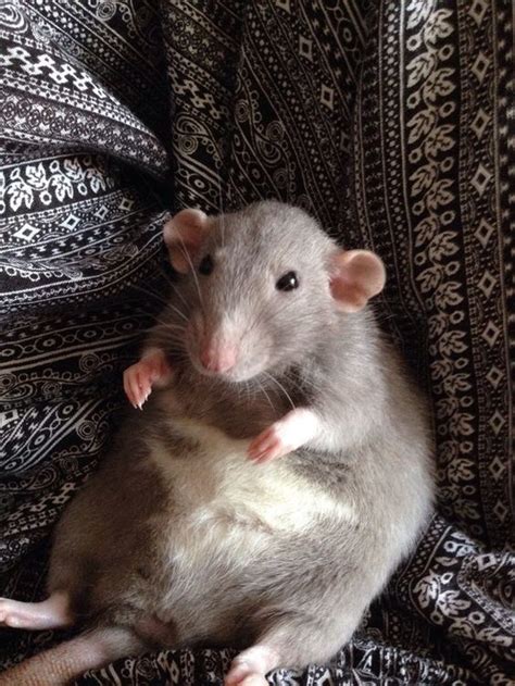 Grey Dumbo Eared Fancy Rat Hamsters Pet Rodents Gerbil Fat Animals