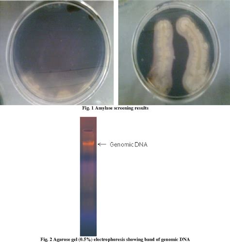 Figure 1 From Isolation Characterization And Identification Of