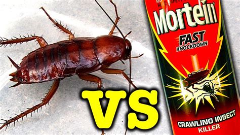 Not everyone is prepared to protect their family from toxic chemicals. Giant Cockroach Vs Mortein Rapid Kill Bug Spray Does It ...